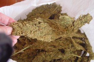 लागूऔषध गाँजा सहित एक जना पक्राउ