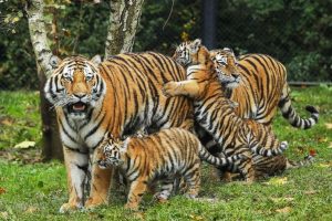 लण्डन सम्मेलनमा नेपालमा बाघको संख्या दोब्बर भएको जनाउ