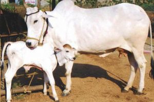 गाईको पनि जन्म, मृत्यु र बसाइ सराइ दर्ता