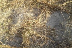 उदयपुरमा जंगली हात्तीको आक्रमणबाट एक जनाको मृत्यु  (तस्विर सहित)