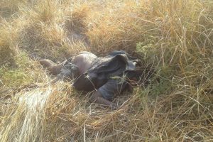 उदयपुरमा जंगली हात्तीको आक्रमणबाट फेरी एक जनाको ज्यान गयो