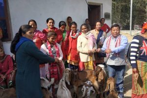 महिलाहरुलाई उन्नत जातको बाख्रा वितरण