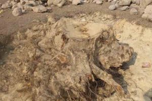 वन क्षेत्रको काँचो सालकोे रुख प्रक्रिया नपुर्याई काट्न आदेश दिने अधिकृतलाई नै अनुसन्धानको जिम्मा