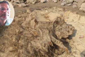 समाचार प्रभाव : विना प्रक्रिया काँचो रुख काट्न आदेश दिने सहायक वन अधिकृतको सरुवा