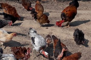 साउदी र कतारबाट फर्किएर लोकल कुखुरा पालनबाट राम्रो आम्दानी