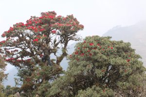 संरक्षणको अभावमा लोप हुँदै लाली गुराँस