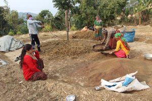 शहरमा गाँउको कोसेली कोदो, फापर र जुनेलो