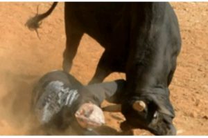 उदयपुरमा गोरुले लात्ती हान्दा एकको मृत्यु