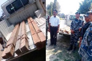 सशस्त्र प्रहरीद्धारा ३५ क्युवी फुट अबैध काठ बरामद