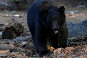उदयपुरमा भालुको आक्रमणबाट एक वृद्ध घाइते