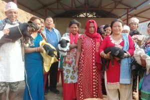 व्यवसायिक कृषकलाई प्लाष्टिक टनेल,बाख्रा र वंगुरको पाठा वितरण