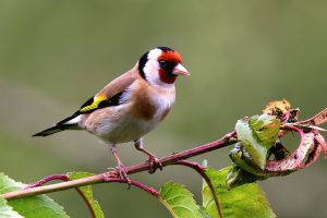 चरा चुरङ्गी मार्न निषेध क्षेत्र