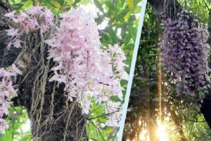 प्रत्येक ‘बैशाख १ गते’ मात्रै फूल्ने यो फूलको यस्तो छ रहस्य ?