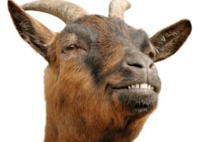 मासु खाए ५० हजार जरिबाना, सुराक दिए १५ हजार इनाम