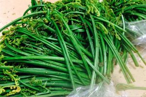 निगुरोः कति स्वादिलो, कति पोषिलो ?