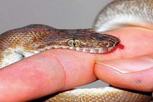 उदयपुरमा विशालु सर्पको टोकाइबाट एक वृद्धाको मृत्यु