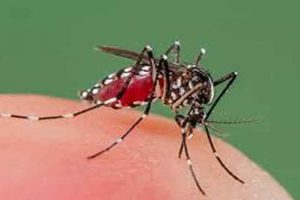 उदयपुरमा पनि डेंगु रोगको विरामी फेला