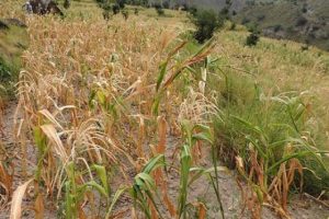 पानी नपर्दा मकैका बोट सुक्न थाले, कृषक चिन्तित