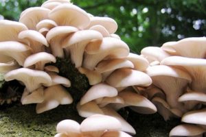 उदयपुरमा विषालु  च्याउ खाएर १२ बिरामी