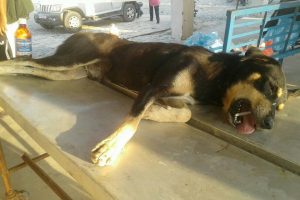 त्रियुगा नगरपालिकाले कुकुरको बन्ध्याकरण थाल्यो