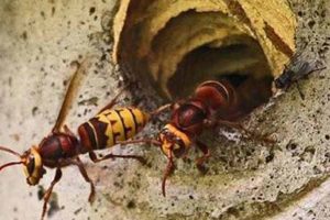 उदयपुरमा अरिङ्गालले टोकेर एक जनाको मृत्यु