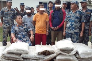 उदयपुरमा ३५ के.जी.  गाँजा सहित  तीन युवा पक्राउ