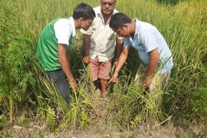 फौजी किराले १२ विगहाको धानखेती नष्ट
