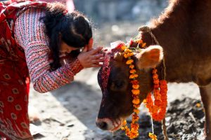 तिहारको तेस्रो दिन गाई, गोरु र कृषक पूजा