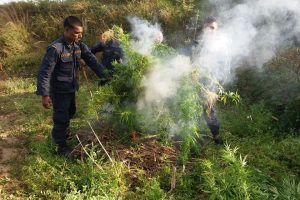 ताप्लीमा १ लाख १६ हजार बढी गाँजाको बोट नष्ट