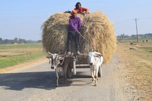 आधुनिकतासँगै हराउँदै गोरुगाडा
