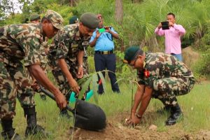 उदयपुरमा सेनाले रोपेका २० हजार विरुवा संरक्षण अभावमा मरे (भिडियो सहित)