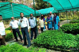 प्रदेश हरित अभियान अन्तर्गत एक लाख ५० हजार निःशुल्क विरुवा वितरण हुँदै