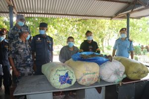 उदयपुरमा ८४ केजी अवैध गाँजा सहित दुई जना पक्राउ