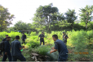 प्रहरीद्धारा साढे ३१ हजार गाँजाको बोट नष्ट
