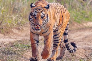 चितवन राष्ट्रिय निकुञ्ज : तीन वर्षमा वन्यजन्तुको आक्रमणबाट ३६ जनाको मृत्यु