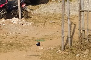 ताप्ली गाउँपालिकामा बम बिस्फोट गराएको आरोपमा दुई जना पक्राउ