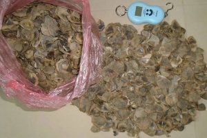 उदयपुरमा सालकको खपटा सहित १ जना पक्राउ