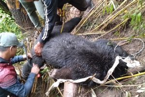 उदयपुरको जंगलमा करेन्ट लागेर भालुको ज्यान गयो