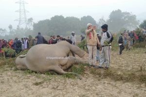 सप्तरीमा करेन्ट लागेर फेरी अर्को हात्तीको ज्यान गयो (भिडियो सहित)