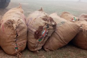 उदयपुरमा ६ बोरा अबैध सुर्ति बरामत