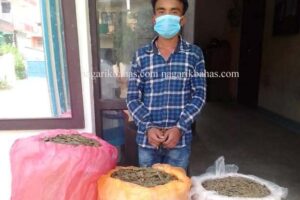 उदयपुरमा ५३ किलो गाँजा सहित एक जना पक्राउ