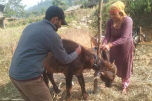 गाई बाख्रालाई रेविज विरुद्धको खोप