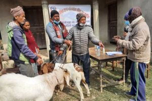 जोगिदहमा विपन्नलाई सुगुरको पाठा र बोका वितरण