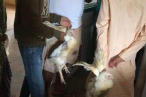 त्रियुगामा काँग्रेसले आचार संहिता विपरित मौन अवधिमा मतदाता प्रभावित गर्न कुखुरा बाँडे (फोटो फिचरसहित)