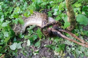 उदयपुरमा बोका निल्दै गरेको दुर्लभ अजिंगर भेटियो (फोटो फिचरसहित)