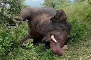 उदयपुरमा जंगली हात्ती मृत फेला