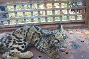 बेलकाबाट दुर्लभ ध्वाँसे चितुवाको उद्दार