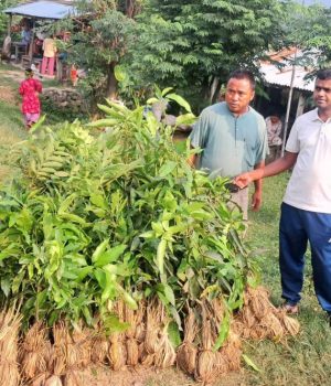 फलफूलका बिरुवा वितरण