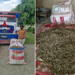 उदयपुरमा १ सय ९९ केजी गाँजा सहित एक जना पक्राउ