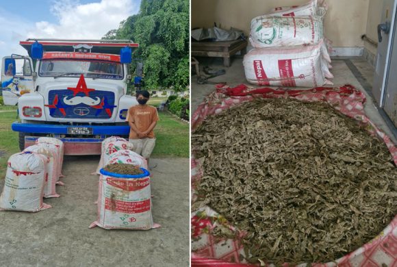 उदयपुरमा १ सय ९९ केजी गाँजा सहित एक जना पक्राउ